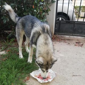 Chien trouvé à Saint-Vallier