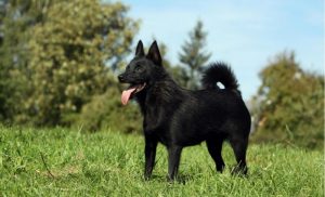 Chien perdu aux Bizots