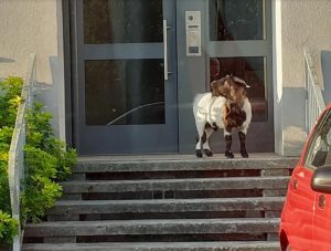 Insolite (Saint-Vallier)
