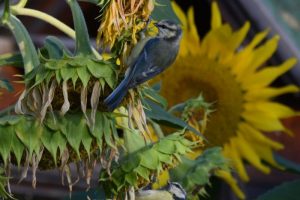 Tournesols et mésanges