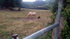 « Le partage du sel » à La Saule à Saint-Vallier