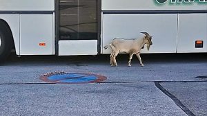 Insolite (Saint-Vallier)