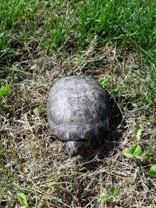 Tortue d’eau trouvée à Sanvignes
