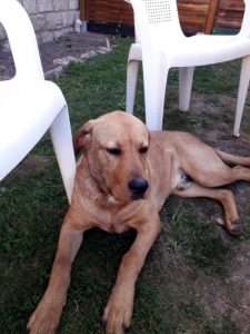 Chien trouvé au Bois Garnier