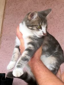 Chaton trouvé au Bois du Verne