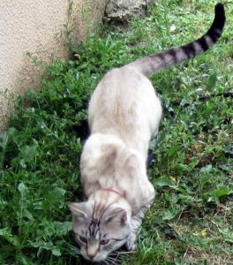 Disparu à Montceau
