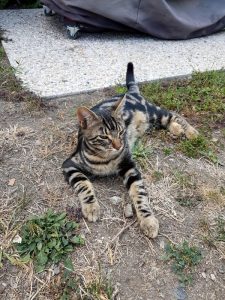 Chat perdu à Gourdon