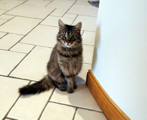 Chatte disparue aux Bois Francs (Saint-Vallier)