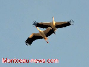 Montceau-les-Mines ou Montceau-en-Alsace ?