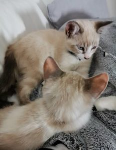Perdu chatons (Saint-vallier)