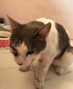 Chat victime de maltraitances à Sanvignes
