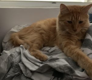 Chat perdu à Montceau