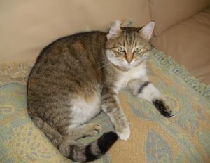 Chat perdu à Montceau