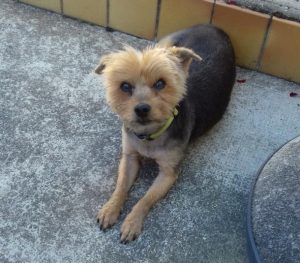 Chien perdu à Montceau