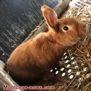 Animaux malades au Crapa ?