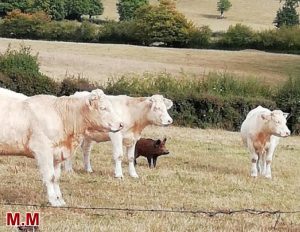 Vu à Saint-Vallier