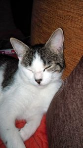 Disparu à Montceau