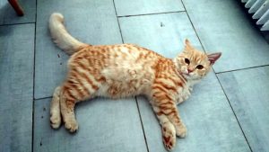 Chat perdu à Montceau