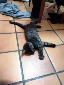 Chaton trouvé à Montceau