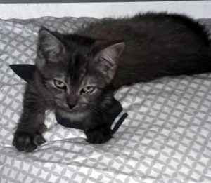 Disparu à Ciry