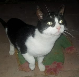A qui ce chat trouvé à Gourdon ?