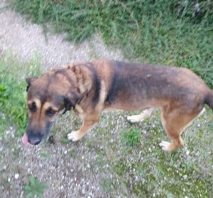Chien errant à Sanvignes