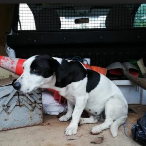 Chien trouvé au Montchanin