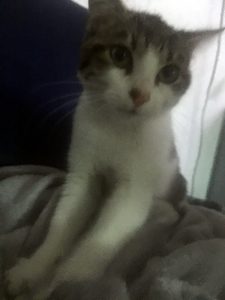 Chaton trouvé à Blanzy