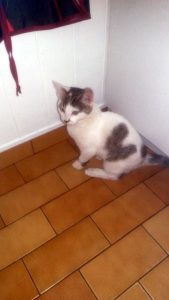 Jeune chat trouvé