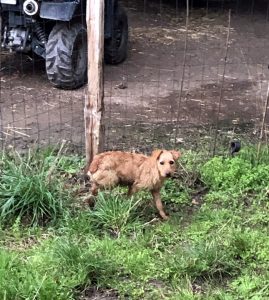 Chien trouvé à Charmoy