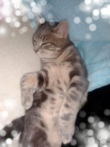 Chat perdu au Bois du Verne