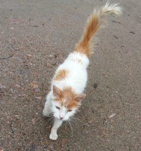 Chat trouvé à Blanzy