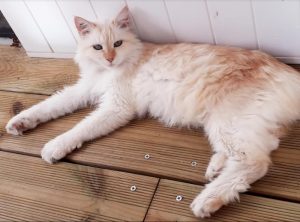 Chat perdu à Saint-Vallier