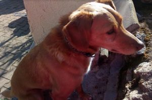 Chien perdu à Montceau