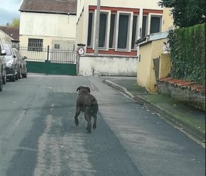 Chien « errant » à Montceau