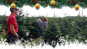 Les Sapins de Noël à Villaverde (Montceau – Gourdon)