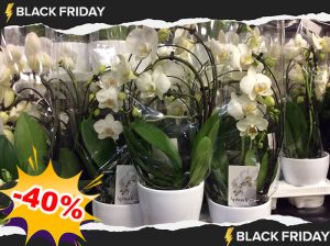 Black Friday à Villaverde (Montceau – Gourdon)
