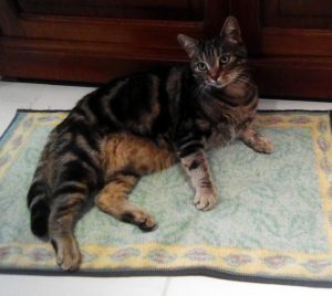 Chat disparu à Sanvignes
