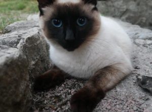 Chat disparu à Montceau