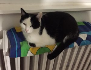 Chat perdu à Montceau