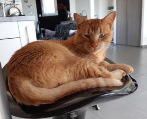 Chat perdu à Sanvignes