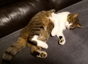 Chat perdu à Montceau