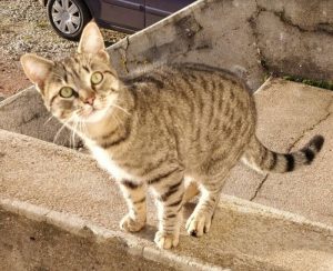 Chat perdu à Saint-Vallier