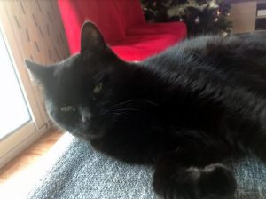 Chat perdu à Pouilloux