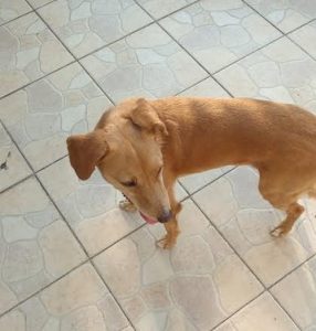 Chien perdu à Montceau
