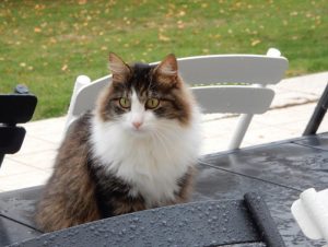 Chat perdu à Montceau
