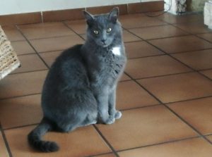 Chat perdu à Saint Vallier