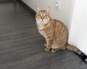 Chat perdu sur la commune des Bizots