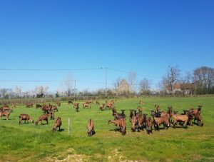 Saint-Bérain-sous-Sanvignes : Fromages de chèvres fermiers