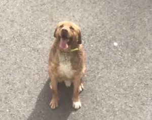 Chien errant à Sanvignes